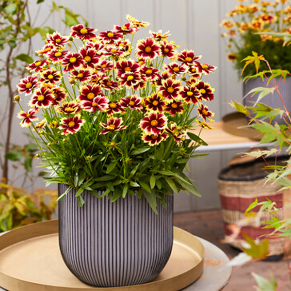 Coreopsis Solar Fancy