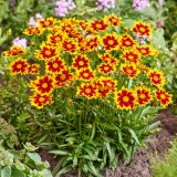 Coreopsis Solar Jewel Coreopsis Solar Jewel