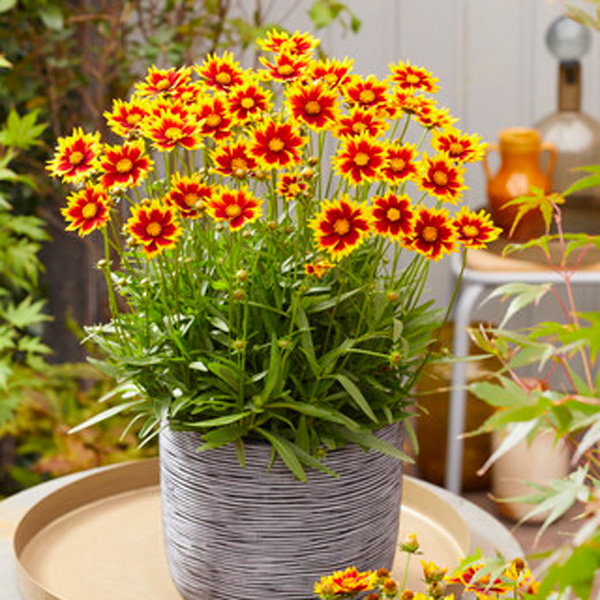 Coreopsis Solar Jewel