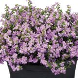 Cuphea Floriglory Corazon Cuphea Floriglory Corazon