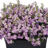 Cuphea Floriglory Corazon Cuphea Floriglory Corazon