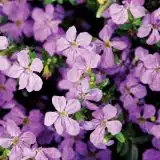 Cuphea Floriglory Corazon P14cupfcr - Garden Express Australia