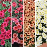 Garden Mum Chrysanthemum Collection 2 Colgmuco2 - Garden Express Australia