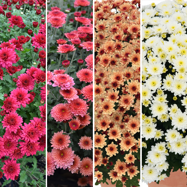 Garden Mum Chrysanthemum Collection 2