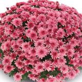 Garden Mum Chrysanthemum Delta Rose P10gmudrs - Garden Express Australia