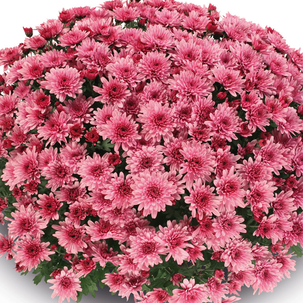 Garden Mum Chrysanthemum – Delta Rose