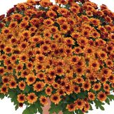 Garden Mum Chrysanthemum Hourra Dark Orange P10gmuhdo - Garden Express Australia