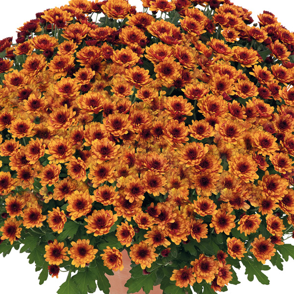 Garden Mum Chrysanthemum – Hourra Dark Orange