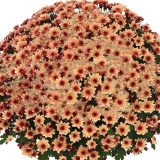 Garden Mum Chrysanthemum Hourra Salmon P10gmuhsa - Garden Express Australia