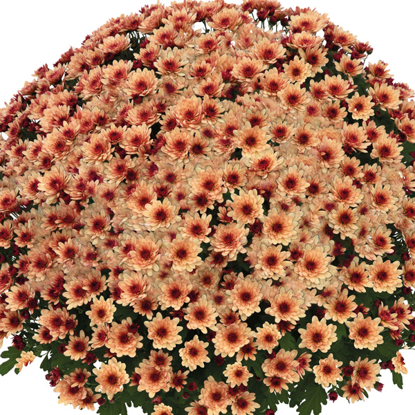 Garden Mum Chrysanthemum – Hourra Salmon