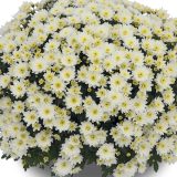 Garden Mum Chrysanthemum Hourra White P10gmuhwh - Garden Express Australia