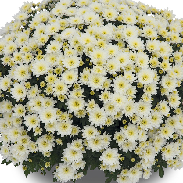 Garden Mum Chrysanthemum – Hourra White