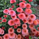 Garden Mum Chrysanthemum Rasta Rose P10gmurro - Garden Express Australia