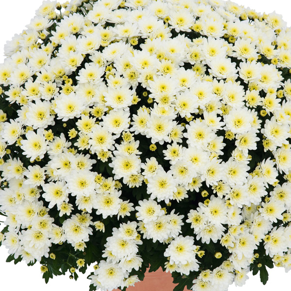 Garden Mum Chrysanthemum Rochefort White