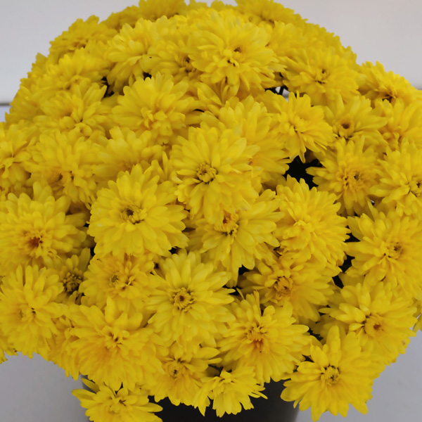 Garden Mum Chrysanthemum- Youpi Citron
