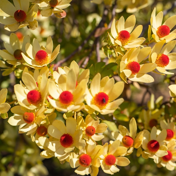 Leucadendron Bellas Buttons