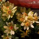 Leucadendron Discolour Male P75lcddis - Garden Express Australia