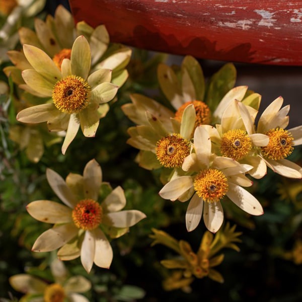 Leucadendron Discolour Male Leucadendron Discolour Male