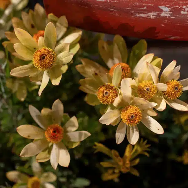 Leucadendron Discolour Male
