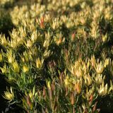 Leucadendron Fireglow Leucadendron Fireglow