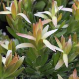 Leucadendron Hyperions Glow Leucadendron Hyperions Glow