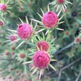 Leucadendron Jubilee Crown