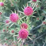 Leucadendron Jubilee Crown Leucadendron Jubilee Crown