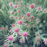 Leucadendron Jubilee Crown P75lcdjcr - Garden Express Australia