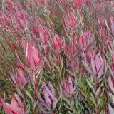 Leucadendron Red Countess P75lcdrco - Garden Express Australia