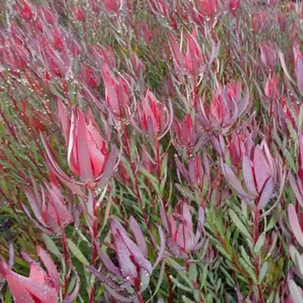 Leucadendron Red Countess
