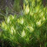 Leucadendron Yellow Countess 75mm Leucadendron Yellow Countess 75mm