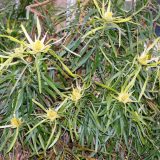 Leucadendron Eucalyptifolium Leucadendron Eucalyptifolium