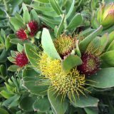 Leucospermum Calypso Red Leucospermum Calypso Red