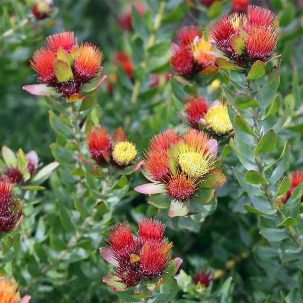 Leucospermum Calypso Red Leucospermum Calypso Red