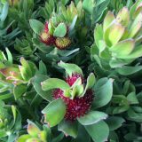 Leucospermum Calypso Red P10lspcrd - Garden Express Australia