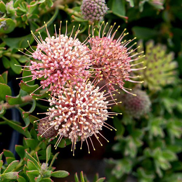 Leucospermum Hullabaloo Leucospermum Hullabaloo