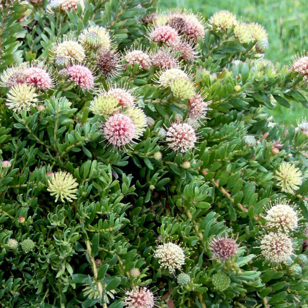 Leucospermum Hullabaloo Leucospermum Hullabaloo
