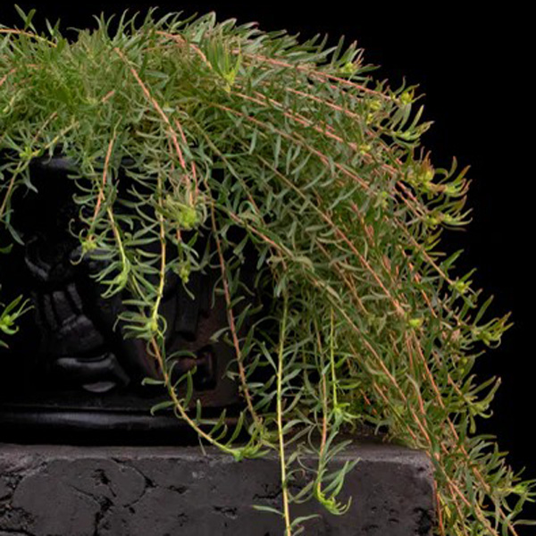 Leucospermum Hullabaloo Leucospermum Hullabaloo