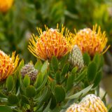 Leucospermum Mardi Gras Petite - Garden Express Australia