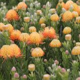 Leucospermum Phoenix Rising Leucospermum Phoenix Rising