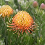 Leucospermum Phoenix Rising P10lspphr - Garden Express Australia