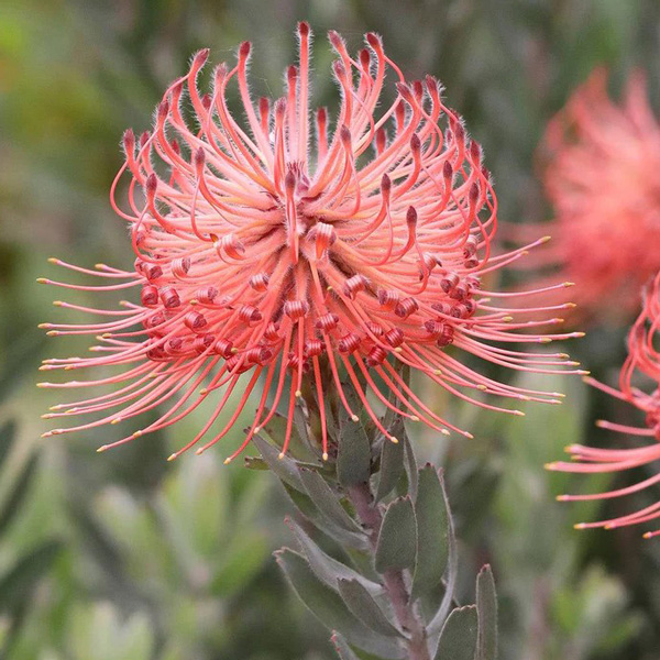 Leucospermum So Exotic