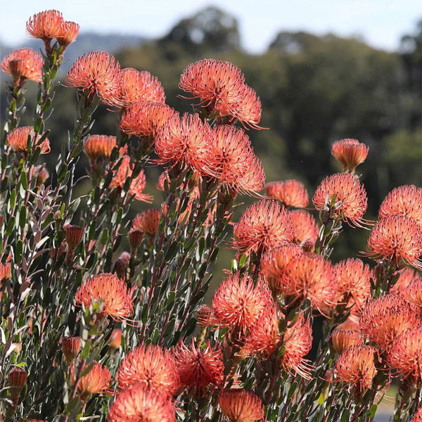 Leucospermum So Exotic