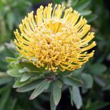 Leucospermum So Majestic P10lspsma - Garden Express Australia