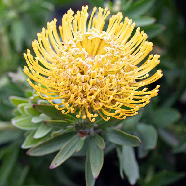 Leucospermum So Majestic Leucospermum So Majestic