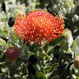Leucospermum Vlam Leucospermum Vlam