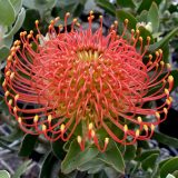 Leucospermum Vlam P10lspvla - Garden Express Australia