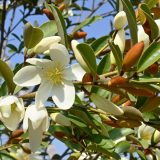 Michelia Scented Pearl Lpomicspe - Garden Express Australia