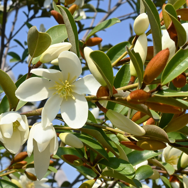 Michelia Scented Pearl