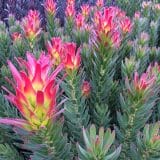 Mimetes Crackerjack Red Mimetes Crackerjack Red